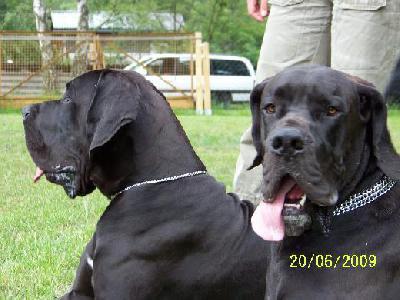 Wizzard Vom Mephisto