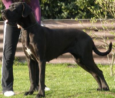 Ch Xsara Von Gigantic Blau