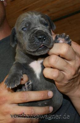 Honor Vom Hause Wagner