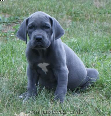 Honor Vom Hause Wagner