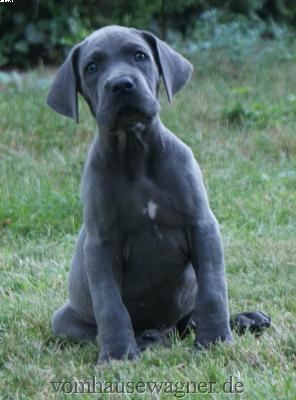 Habeto Vom Hause Wagner