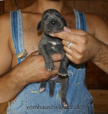 Henna Vom Hause Wagner