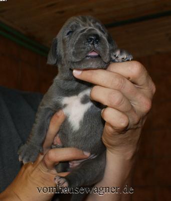 Hilde Vom Hause Wagner