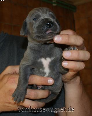 H-eel�mnya Vom Hause Wagner