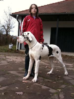 Tamanda Von Schlesien