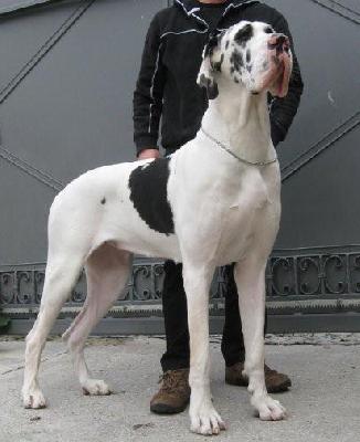 Tamanda Von Schlesien