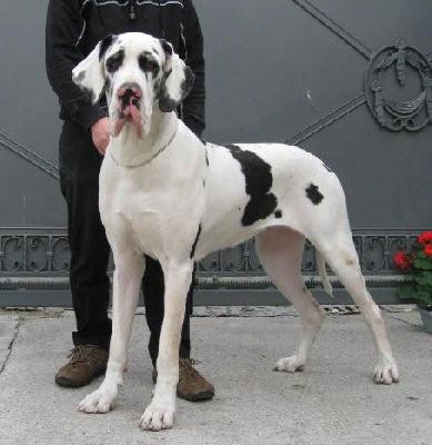 Tamanda Von Schlesien