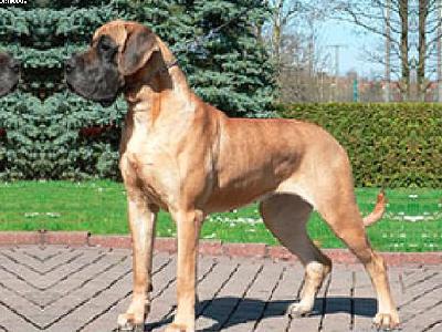 Esprit-f Della Rupe Del Basso