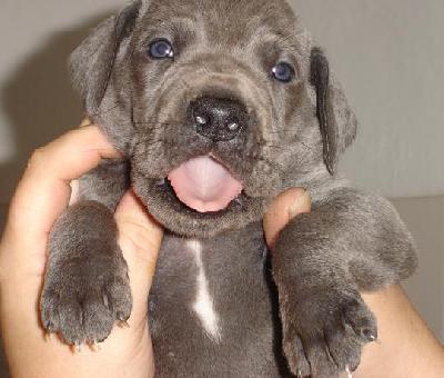 Blue Boy Beaux Chiens