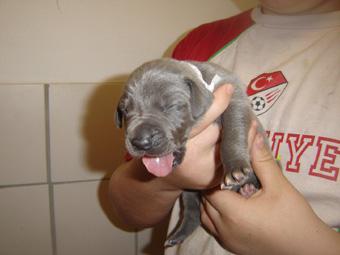 Barcley Beaux Chiens