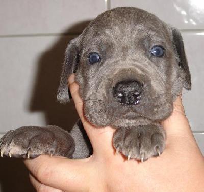 Blue Lady Beaux Chiens