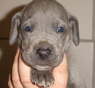 Belaine Beaux Chiens