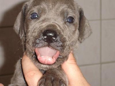 Barkena Beaux Chiens