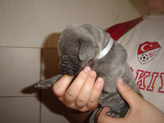 Banjana Beaux Chiens