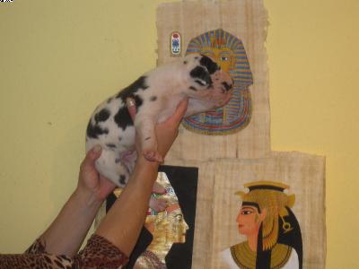 Amun-ra Vom Pharaonenland