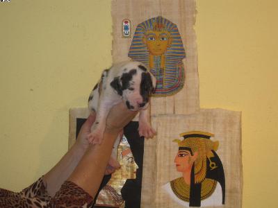 Amun-ra Vom Pharaonenland