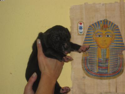 Amy Vom Pharaonenland