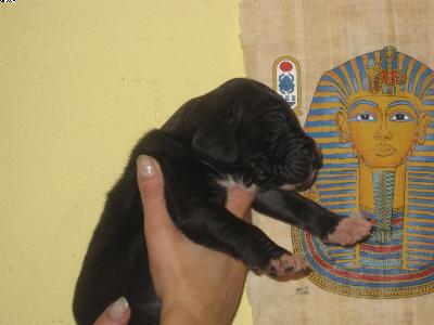 Amy Vom Pharaonenland