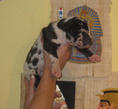 Achnaton Vom Pharaonenland