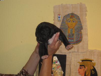 Assad Vom Pharaonenland