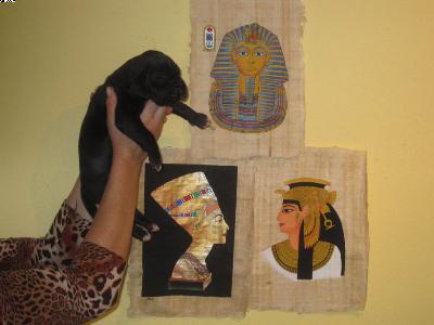 Antonia Vom Pharaonenland