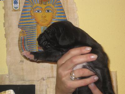 Amaeni Vom Pharaonenland