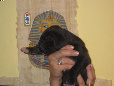 Amaeni Vom Pharaonenland