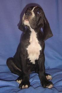 Horus Vom Cabellahof