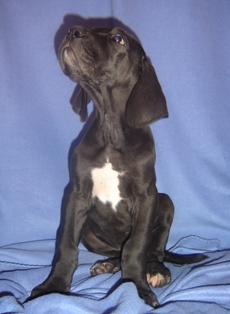 Harun Vom Cabellahof