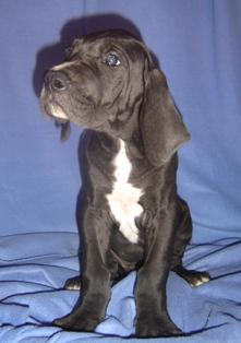 Hartos Vom Cabellahof