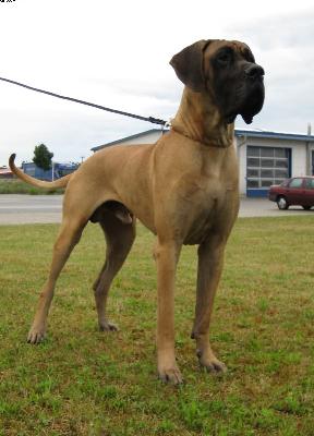 Cuba Vom Hause Schleicher