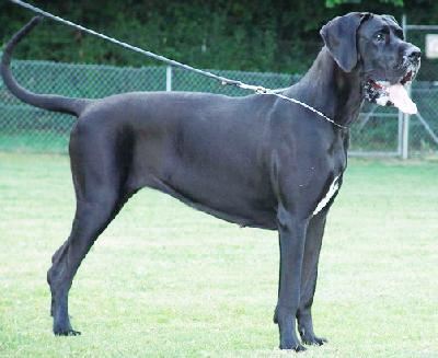 Warinia Von Blue Ground