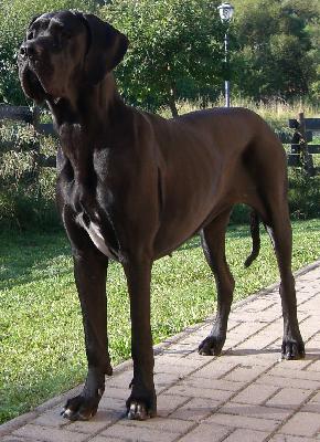 Warinia Von Blue Ground