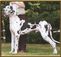 Verrocchio Des Terres De La Rairie