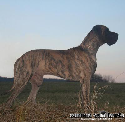 Imperatore-t La Cala Del Leone