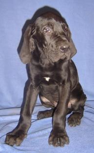 Indie Vom Cabellahof