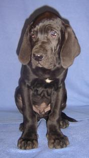 Isidor Vom Cabellahof