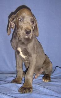 Imani Vom Cabellahof