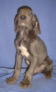 Ingraban Vom Cabellahof