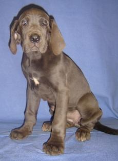 Indira Vom Cabellahof