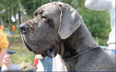 Ch Valdez Della Baia Azzurra