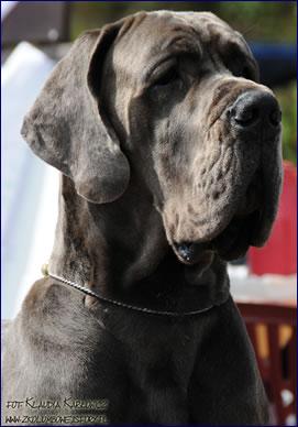 Ch Valdez Della Baia Azzurra