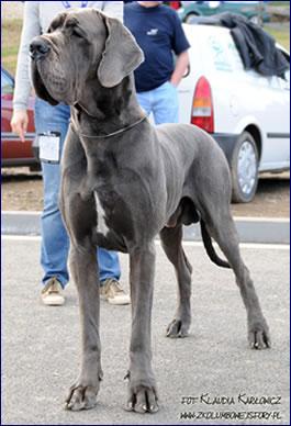 Ch Valdez Della Baia Azzurra