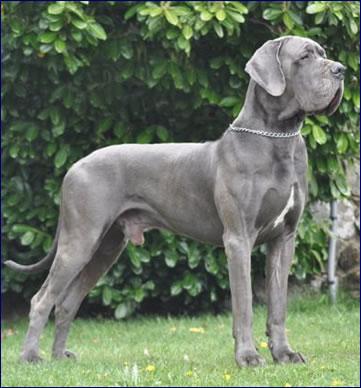 Ch Valdez Della Baia Azzurra