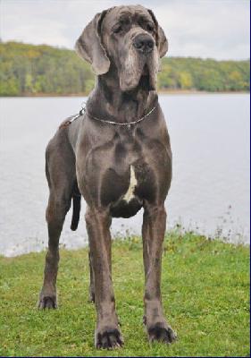 Ch Valdez Della Baia Azzurra