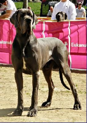 Ch Valdez Della Baia Azzurra