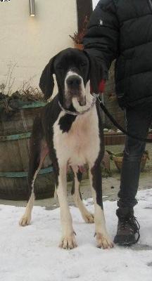 Bella Vom Hause Altmann