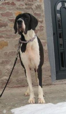 Bella Vom Hause Altmann