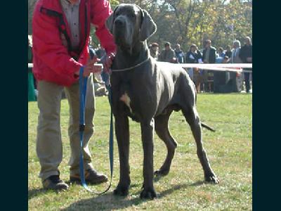 Cassius Explectus Hungaricus