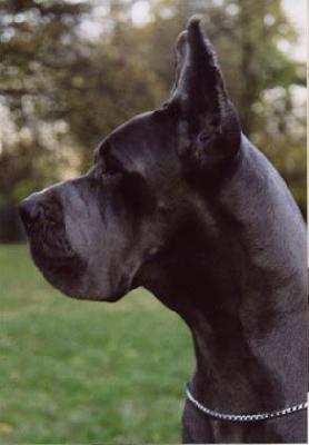 Sina De La Benjamine